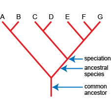 Evolution And Extinction - Biology GCSE Revision